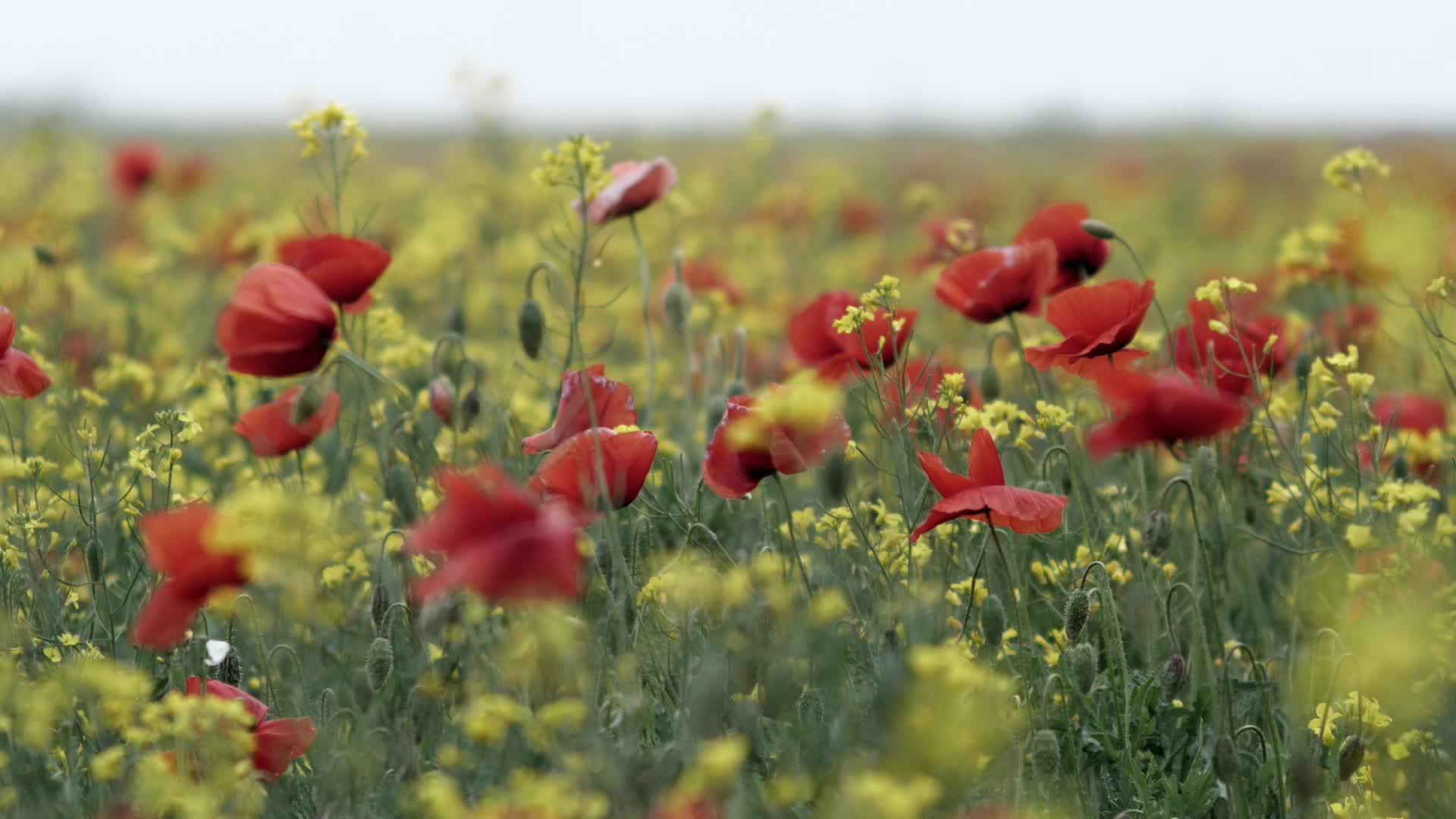 Wild Red Poppies and Yellow Flowers Swaying in The Wind 1971363 Stock