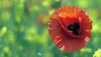 een enkele wilde rode papaver bloeide en wiegde in de wind video