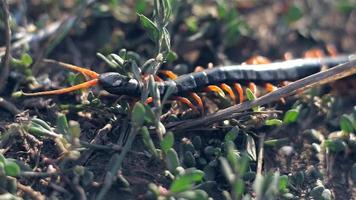 Black Centipede in The Wild