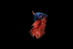 Beautiful colorful siamese betta fish photo