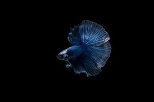 Beautiful colorful siamese betta fish photo