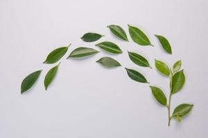 Leaves on white background photo