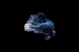 Beautiful colorful siamese betta fish photo