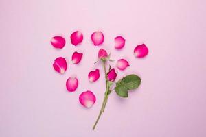 Pink roses on pink background photo