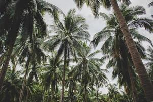 Coconut tree gardens in Thailand photo