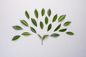 Leaves on white background photo