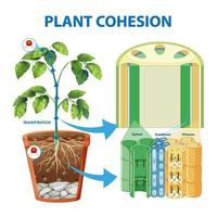 diagrama que muestra la cohesión vegetal vector