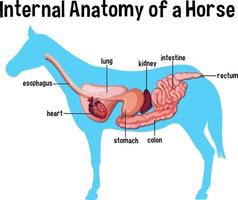 anatomía interna de un caballo con etiqueta vector