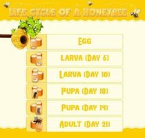 Diagram showing life cycle of Honey Bee vector