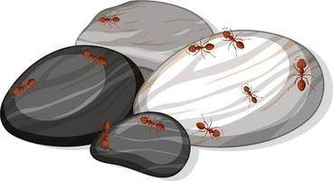 Top view of many ants on stones leaf isolated vector