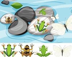 Top view of many exotic frog on the stones vector