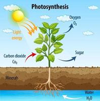 Diagrama que muestra el proceso de fotosíntesis en planta. vector