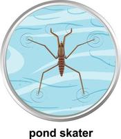 Top view of pond skater on the water vector