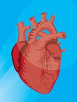 Anatomy human heart vector