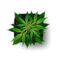 la planta de cannabis en la etapa de crecimiento crece en una maceta cuadrada, vista superior. Bush de marihuana verde aislado sobre fondo blanco. vector