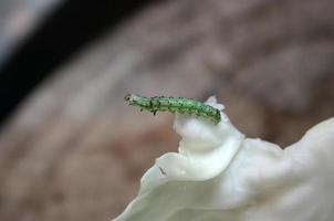 Green caterpillar on plant photo