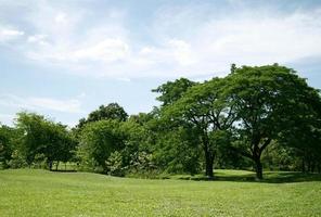 idílico césped verde y árboles foto