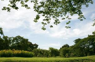 Blue sky over a green lawn photo