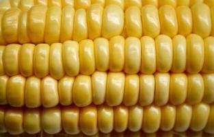 Close-up of corn kernels photo