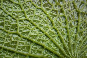 Lotus leaf texture
