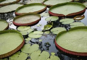 Lily pads in pond photo