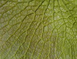 Green leaf texture background photo