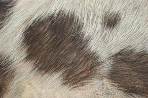 Close-up of pig fur photo