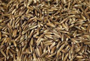 Rice seed background photo