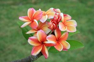 Orange and pink frangipani flowers photo