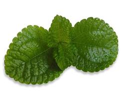 Fresh mint leaves isolated on white photo