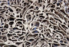 Deserted termite nest