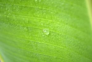 Raindrop on banana leaf photo