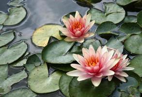 Pink and yellow lotus flowers photo