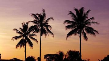 Vue de la silhouette de la noix de coco au lever du soleil video