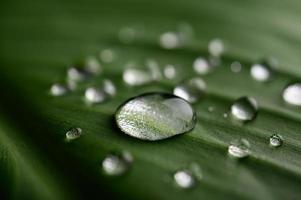 muchas gotas de agua sobre hojas de plátano foto