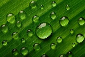 muchas gotas de agua sobre hojas de plátano foto