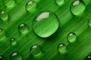 muchas gotas de agua sobre hojas de plátano foto