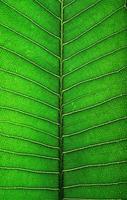 Close-up of green leaf photo