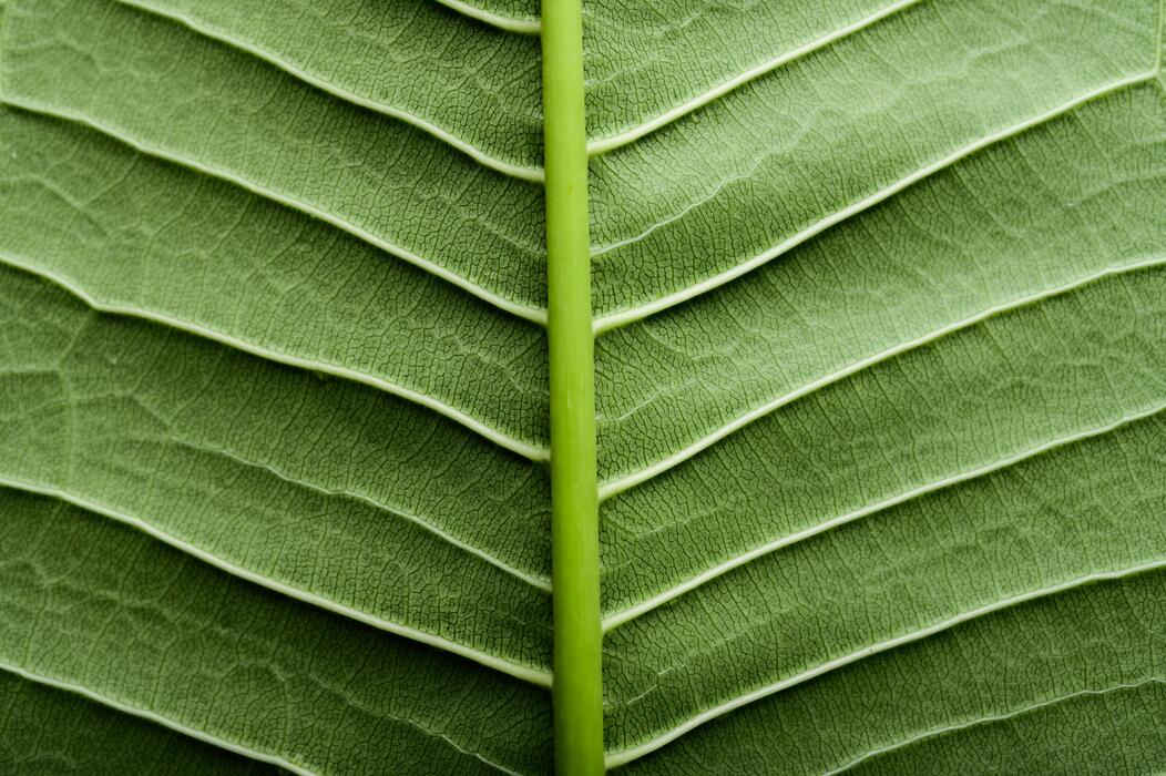 Tobacco Leaf Pattern Stock Photos, Images and Backgrounds for Free Download