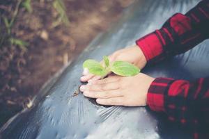 Young woman hand planting a young tree on black soil photo