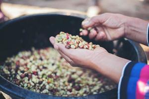 Close-up de granos de café de frutos rojos crudos en la mano del agricultor