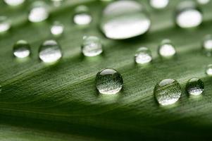 muchas gotas de agua sobre hojas de plátano foto