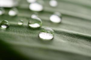 muchas gotas de agua sobre hojas de plátano foto