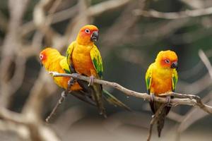 Three sun conure parrots photo