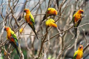 Sun conure parrots on tree branches