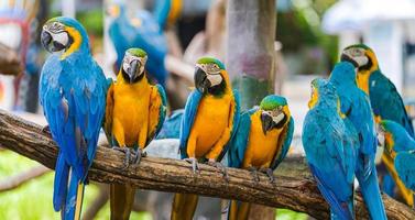 Macaw parrots on tree branches