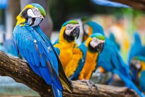 Macaws on tree branches during the day