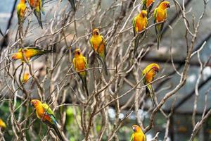 Group sun conure parrots in a tree photo