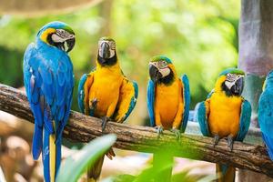 Colorful macaw parrots photo