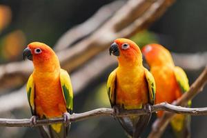 Bright sun conure parrots on a branch photo